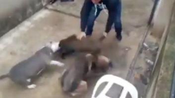 Sueltan a un jabato en un patio para que los perros lo destrocen: la última vídeo-denuncia de PACMA