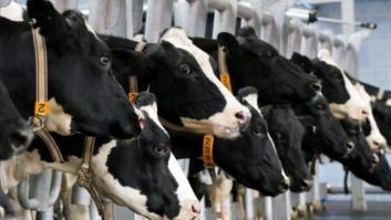 Detectado en Escocia un caso de "vaca loca"