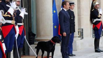 Macron ha encontrado a Nemo: así es el nuevo amigo del presidente francés