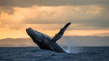 Los 10 mejores lugares del mundo para ver ballenas