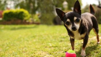 Un pueblo de Málaga comienza a analizar excrementos de perros para encontrar a sus dueños