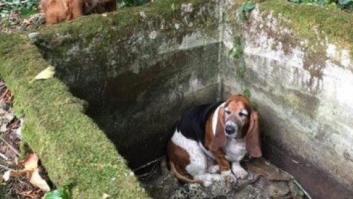 Un perro hace guardia una semana junto a su compañera atrapada