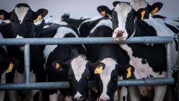 Las vacas... y algo más: por qué el metano es el nuevo “asesino” climático