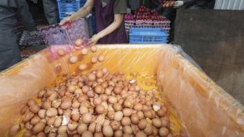 Retirada en Cataluña una partida de huevos con fipronil procedentes de los Países Bajos que no se han comercializado