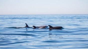 Muere una cría de delfín al ser acosada y manoseada por los bañistas en una playa de Almería
