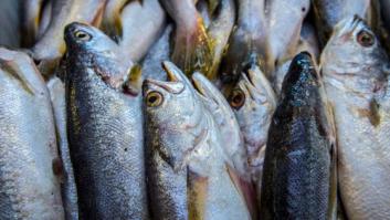 Uno de cada tres pescados que se consumen en España están infectados con anisakis