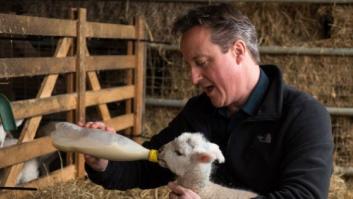 Piggate: polémica en Reino Unido por el supuesto encuentro sexual de Cameron con un cerdo
