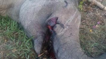 Matan al elefante Yongki, símbolo de Indonesia, para cortarle los colmillos