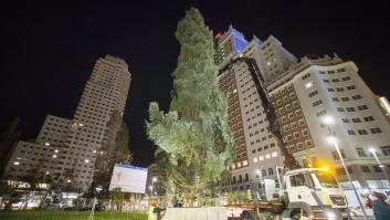 Polémica en Madrid por el abeto de 18 metros que ha talado el Ayuntamiento para Navidad