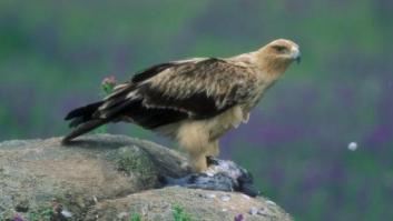 Año y medio de cárcel por envenenar a seis águilas imperiales