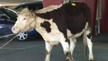 Una vaca escapa de ser sacrificada por las calles de Nueva York y acaba protegida en un santuario