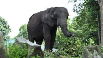 Muere un turista español tras ser embestido y corneado por un elefante en Etiopía