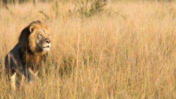 Muere en una partida de caza Xanda, el cachorro mayor del león Cecil