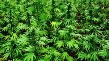 Dos detenidos en Girona por cultivar más de 18.000 plantas de marihuana