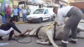 Cae desplomado un caballo que tiraba de una calesa en las fiestas de La Línea (Cádiz)