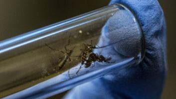 Cómo un pueblo de Brasil se ha deshecho del mosquito portador del zika