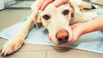 El emotivo mensaje de un veterinario sobre cómo actuar cuando tienes que sacrificar a tu mascota