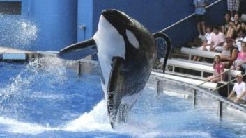 SeaWorld anuncia el fin de su programa de espectáculos con orcas y de la cría en cautividad