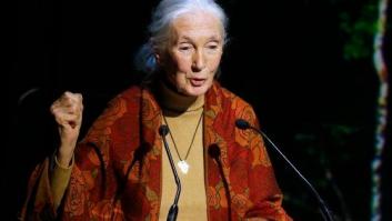 La primatóloga Jane Goodall entra en la polémica de las macrogranjas y se pronuncia sobre Garzón