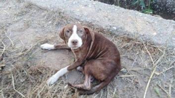 Un perro sin dueño cuida toda la noche de un anciano con alzheimer perdido en Burriana
