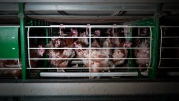 La mayoría de los españoles se opone a enjaular a las gallinas en macrogranjas avícolas