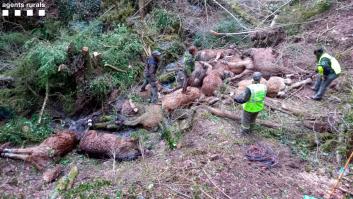 Mueren 15 caballos en Lleida al despeñarse por un barranco asustados por unos perros sueltos