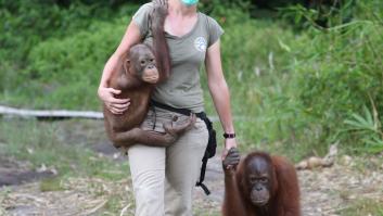 Nuestra adicción a los 'snacks' está acabando con los orangutanes