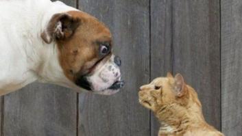 Amantes de los gatos versus amantes de los perros: ¿no podemos llevarnos bien?
