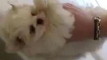 Escándalo viral por el vídeo que muestra a una joven limpiando su coche con un cachorro