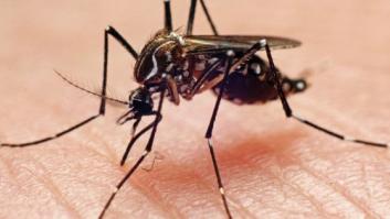 Detectado por primera vez en España un nuevo mosquito invasor de origen asiático