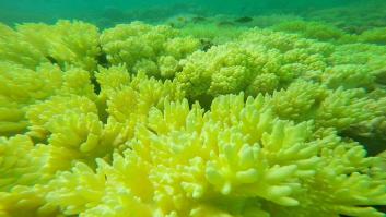 La decoloración de la Gran Barrera de Coral: una llamada de atención para todos los océanos del mundo