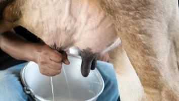 Por qué beber leche cruda es peligroso para tu salud