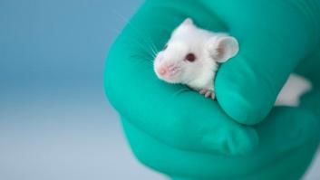 La Comisión Europea da un aviso a España por defectos en la protección de los animales de laboratorio
