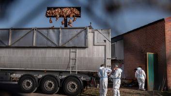 Todo lo que debes saber sobre la ola de gripe aviar que afecta a España