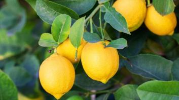 Esta es la historia viral de un limón que rodaba colina abajo sin parar
