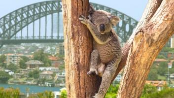 Viajar a Australia: ¿vale la pena tanto esfuerzo?