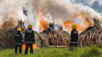 Kenia incinera los colmillos de 6.700 elefantes cazados para el tráfico de marfil (FOTOS)