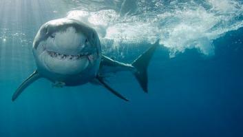 Muere una adolescente por el ataque de un tiburón delante de su familia en Australia
