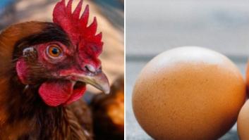 ¡Misterio resuelto! Científicos responden si fue antes el huevo o la gallina