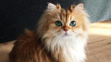 Smoothie es (posiblemente) la gata más bonita del mundo