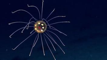 La increíble medusa descubierta en las islas Marianas (VÍDEO)