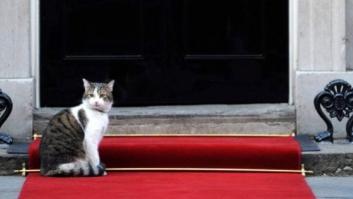 Cameron se va de Downing Street pero deja a su gato Larry
