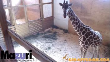 La loca historia detrás de esta embarazada con una careta de jirafa