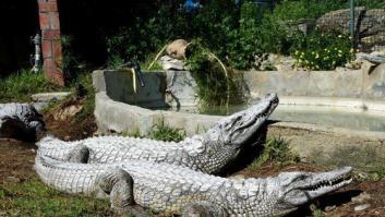 Túnez cerrará unos días el zoológico de la capital después de que varios visitantes mataran a un cocodrilo