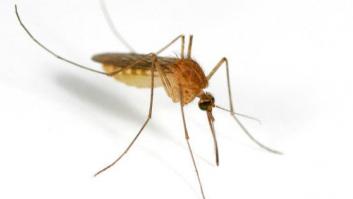 ¿Por qué no podemos librarnos de los mosquitos?