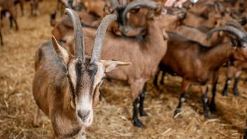 Detenido un hombre en Almería por sodomizar cabras de una granja