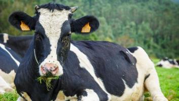 La leche fresca de los supermercados de Lidl procederá de vacas que pastan al aire libre