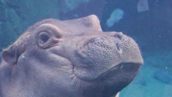 ¿Recuerdas a la hipopótamo que se coló en una pedida de mano? Ya tiene novio
