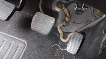 El susto de una conductora al descubrir una serpiente en los pedales del vehículo