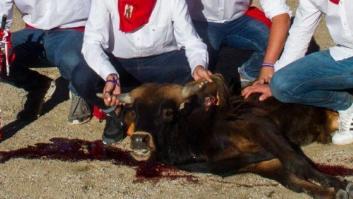 PACMA denuncia las becerradas con un vídeo grabado en El Espinar (Segovia)